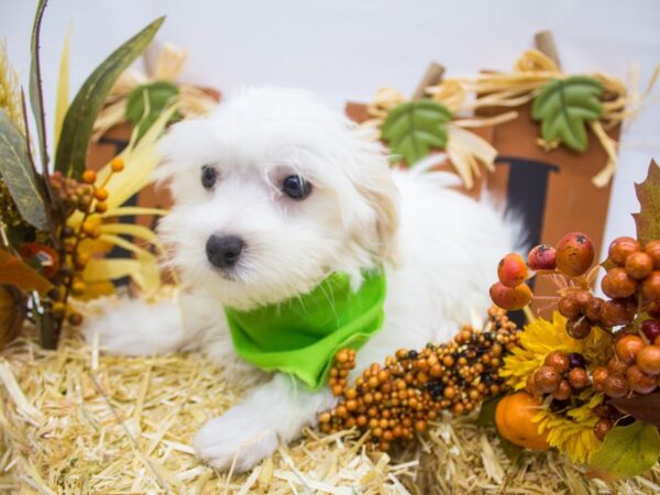 Malti Poo DOG Male White w/ Cream Ears 14348 Petland Wichita, Kansas