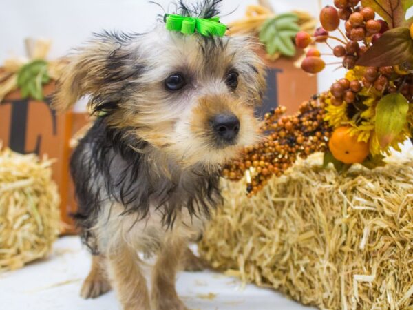 Morkie DOG Female Black and Tan 14347 Petland Wichita, Kansas