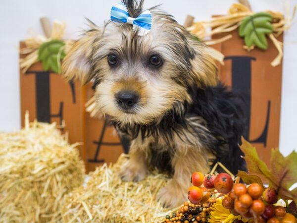 Morkie DOG Female Black and Tan 14346 Petland Wichita, Kansas