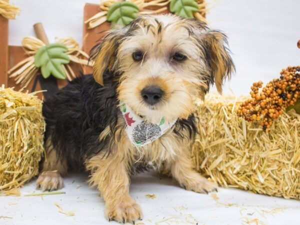 Morkie DOG Male Black and Tan 14345 Petland Wichita, Kansas