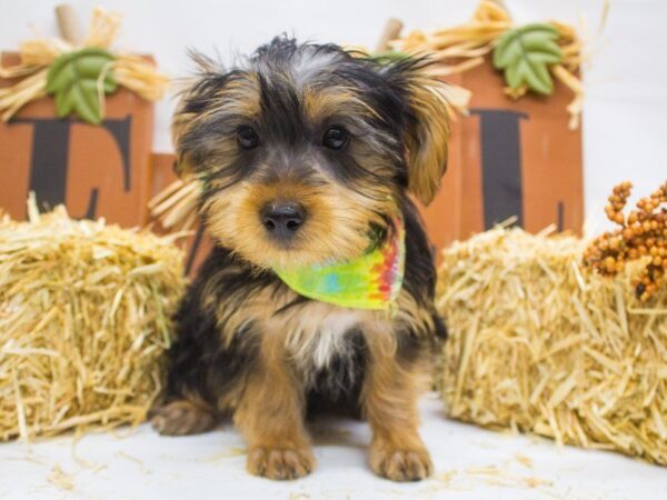 Morkie DOG Male Black and Tan 14344 Petland Wichita, Kansas