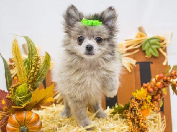 Pomeranian DOG Female Blue Merle 14343 Petland Wichita, Kansas