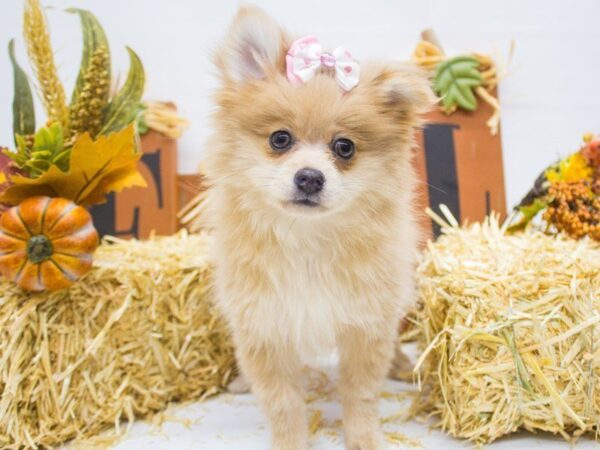 Pomeranian DOG Female Champagne 14342 Petland Wichita, Kansas