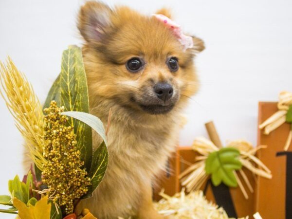 Pomeranian DOG Female Red Sable 14341 Petland Wichita, Kansas