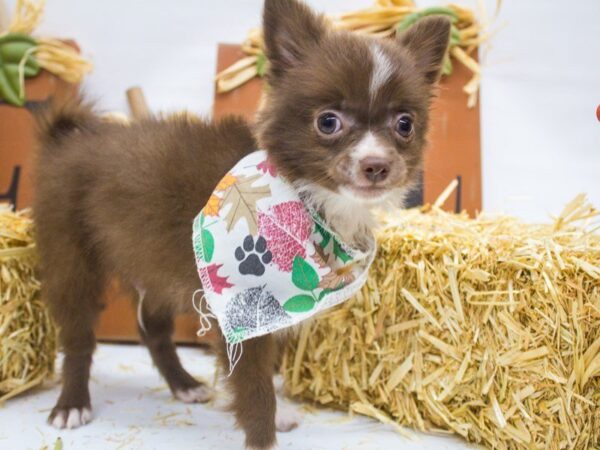 Pom Chi DOG Male Chocolate 14340 Petland Wichita, Kansas