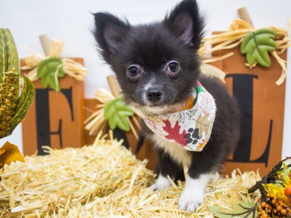 Pom Chi DOG Male Black and White 14339 Petland Wichita, Kansas