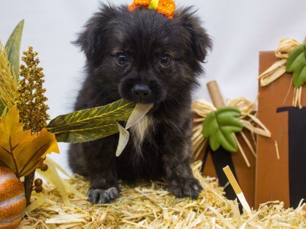 Peke Pom-DOG-Female-Brindle-14338-Petland Wichita, Kansas