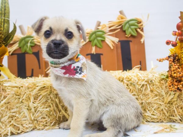 Peke Pom DOG Male Fawn w/ Black Mask 14337 Petland Wichita, Kansas