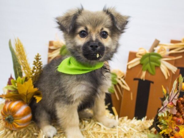 Peke Pom DOG Male Fawn w/ Black Mask 14336 Petland Wichita, Kansas