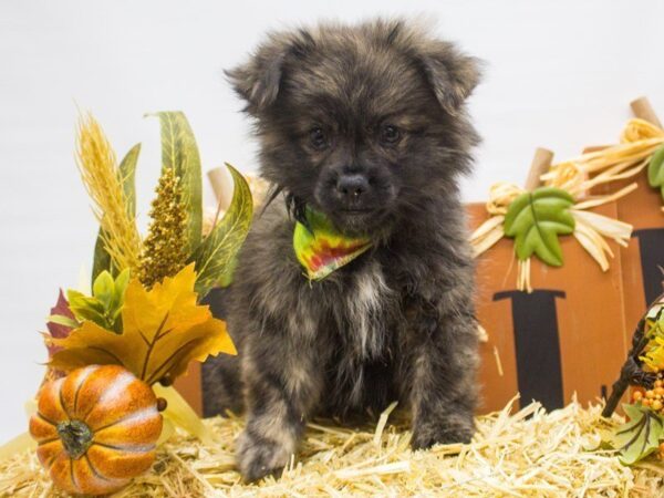 Peke Pom DOG Male Brindle 14335 Petland Wichita, Kansas