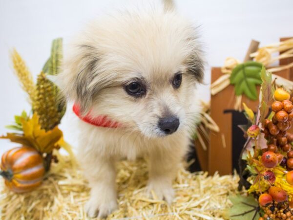 Peke Pom DOG Male Fluffy Light Sable 14334 Petland Wichita, Kansas