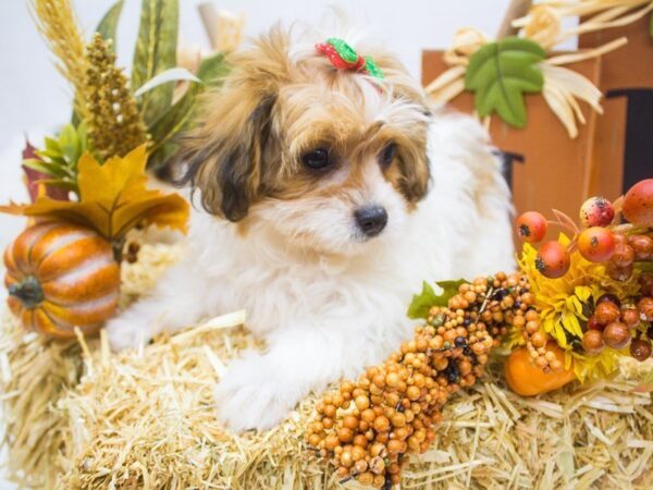 2nd Gen Shih Poo-DOG-Female-White and Cream-14333-Petland Wichita, Kansas