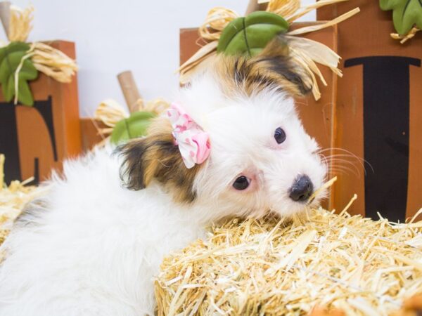 2nd Gen Shih Poo-DOG-Female-White and Gold-14332-Petland Wichita, Kansas