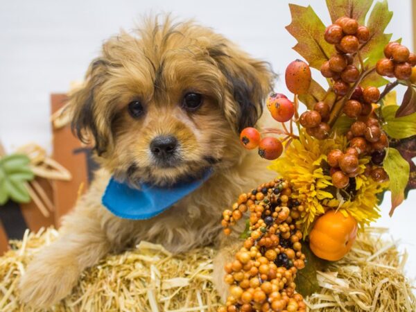 2nd Gen Shih Poo-DOG-Male-Sable-14331-Petland Wichita, Kansas