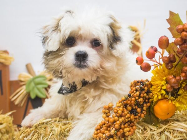 2nd Gen Shih Poo DOG Male White and Gold 14330 Petland Wichita, Kansas