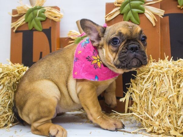 French Bulldog DOG Female Red Sable 14329 Petland Wichita, Kansas