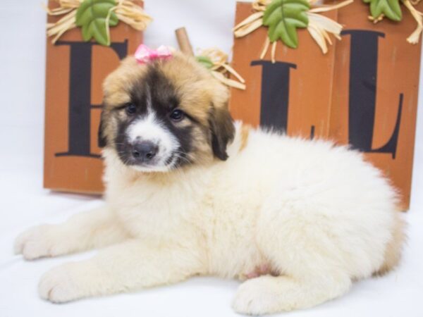 Anatolian Pyrenees-DOG-Female-Parti Sable-14326-Petland Wichita, Kansas