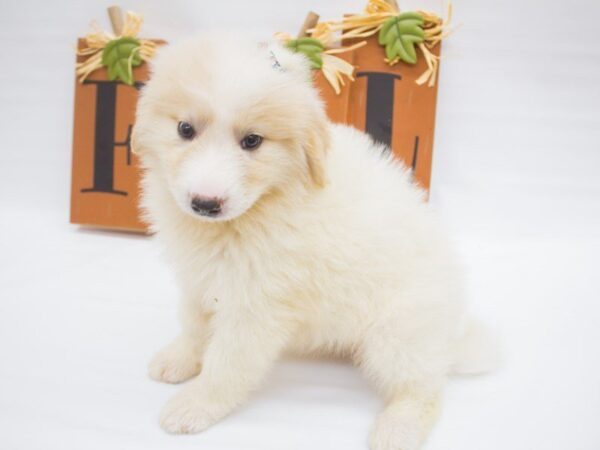 Anatolian Pyrenees DOG Female White 14325 Petland Wichita, Kansas