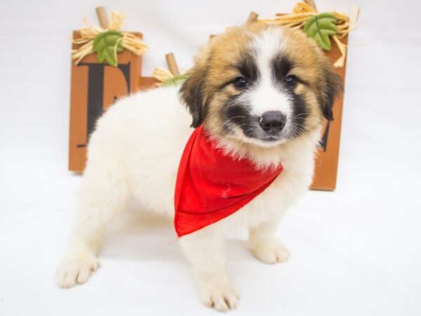 Anatolian Pyrenees DOG Male Sable Parti 14324 Petland Wichita, Kansas