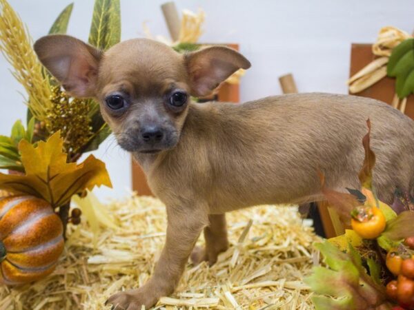 Chihuahua DOG Male Blue Fawn 14323 Petland Wichita, Kansas