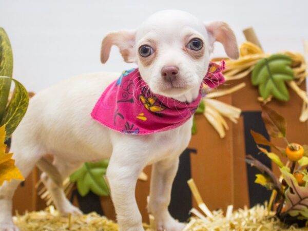 Chihuahua DOG Female Cream 14322 Petland Wichita, Kansas