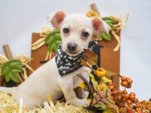 Chihuahua-DOG-Male-Cream-14321-Petland Wichita, Kansas