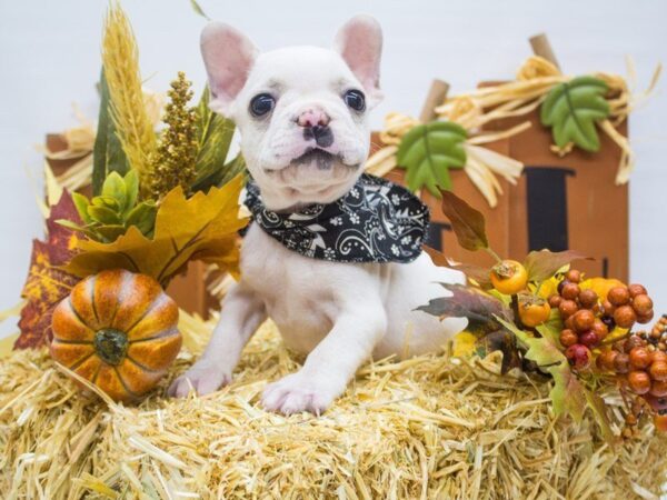 French Bulldog DOG Male Cream 14320 Petland Wichita, Kansas