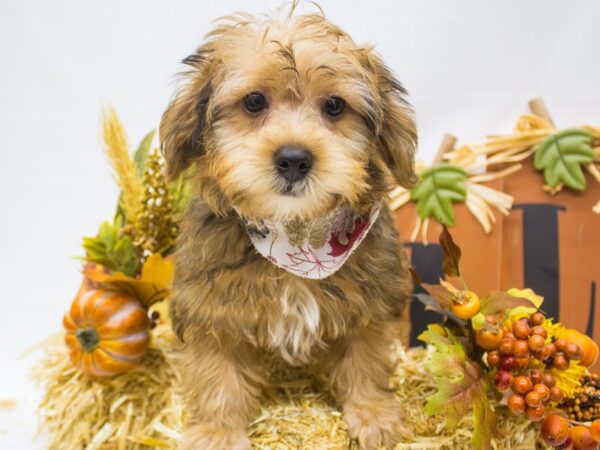 Shorkie DOG Male Sable 14319 Petland Wichita, Kansas