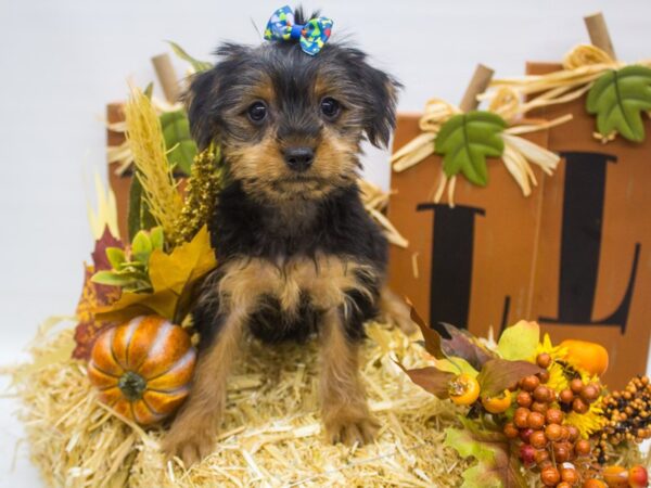 Yorkshire Terrier-DOG-Female-Black and Tan-14318-Petland Wichita, Kansas