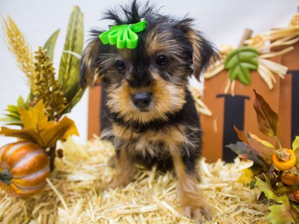 Yorkshire Terrier DOG Female Black and Tan 14317 Petland Wichita, Kansas