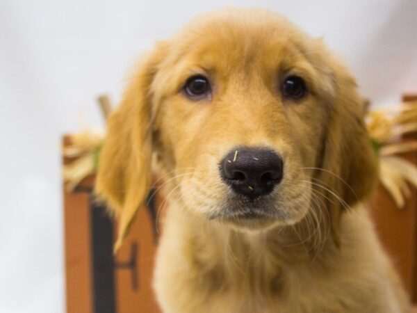 Golden Retriever DOG Female 14306 Petland Wichita, Kansas