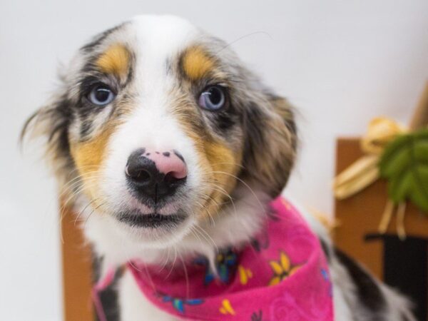 Miniature Australian Shepherd DOG Female Blue Merle 14229 Petland Wichita, Kansas