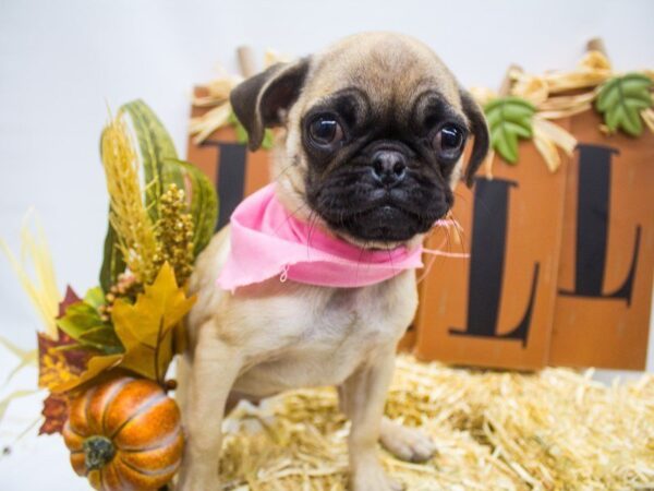 Pug DOG Female Fawn 14223 Petland Wichita, Kansas