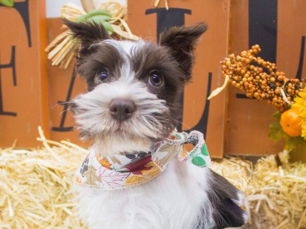 Miniature Schnauzer DOG Male Liver Parti 14361 Petland Wichita, Kansas