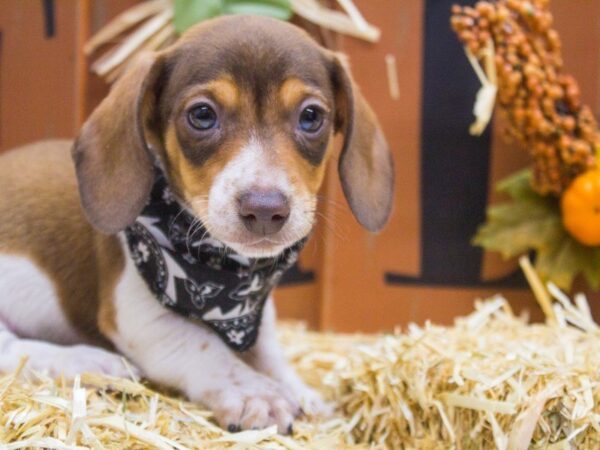 Miniature Dachshund DOG Male Choc-Tri Pibald 14363 Petland Wichita, Kansas