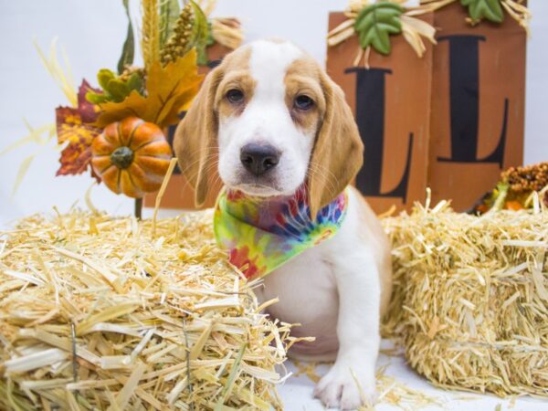 Beagle DOG Male Lemon & White 14364 Petland Wichita, Kansas