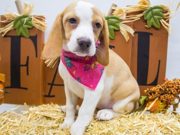 Beagle DOG Female Lemon & White 14365 Petland Wichita, Kansas