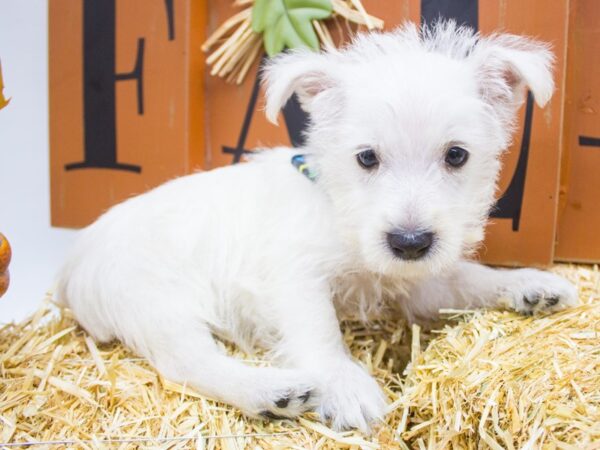 West Highland White Terrier-DOG-Male-White-14366-Petland Wichita, Kansas