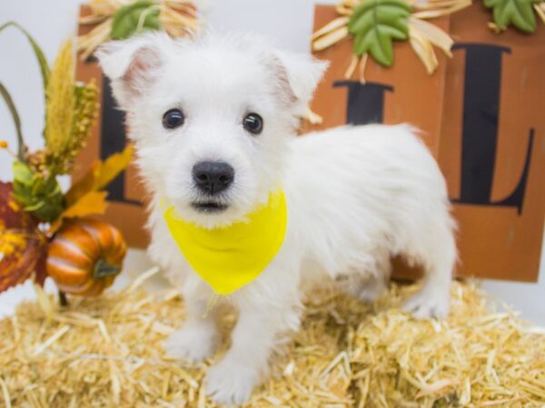 West Highland White Terrier DOG Male White 14367 Petland Wichita, Kansas