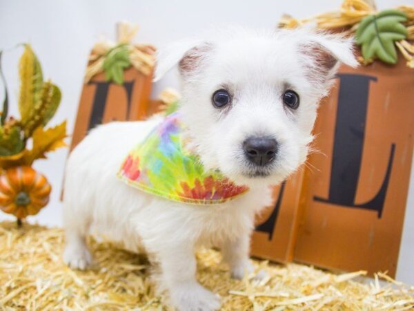 West Highland White Terrier DOG Male White 14368 Petland Wichita, Kansas