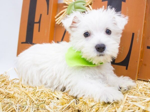 West Highland White Terrier-DOG-Male-White-14369-Petland Wichita, Kansas