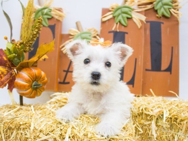 West Highland White Terrier DOG Female White 14370 Petland Wichita, Kansas