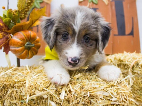 Miniature Australian Shepherd DOG Male Blue Merle 14371 Petland Wichita, Kansas