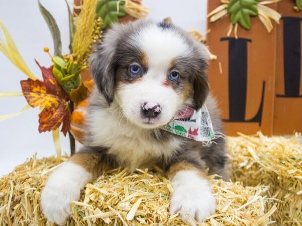 Miniature Australian Shepherd DOG Male Blue Merle 14372 Petland Wichita, Kansas