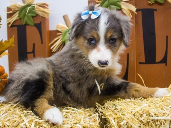 Miniature Australian Shepherd DOG Female Blue Merle 14373 Petland Wichita, Kansas