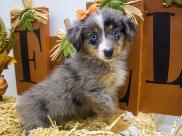 Miniature Australian Shepherd DOG Female Blue Merle 14374 Petland Wichita, Kansas