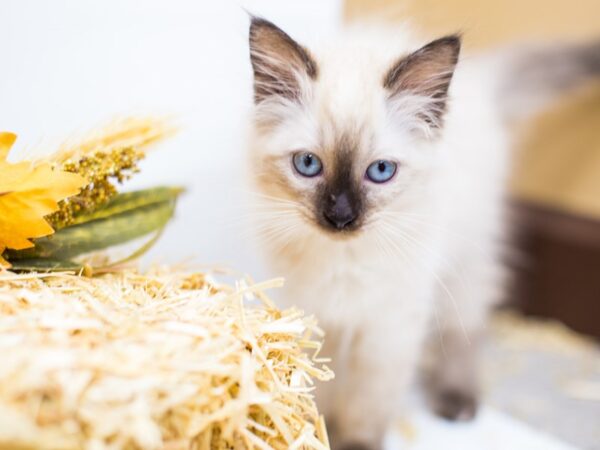 Manx CAT Female Blue Point 14395 Petland Wichita, Kansas