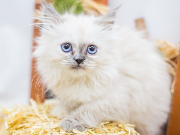 Ragamuffin-CAT-Female-Seal Point-14394-Petland Wichita, Kansas