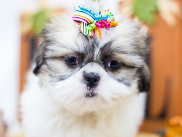 Shih Tzu DOG Female Gold and White 14393 Petland Wichita, Kansas