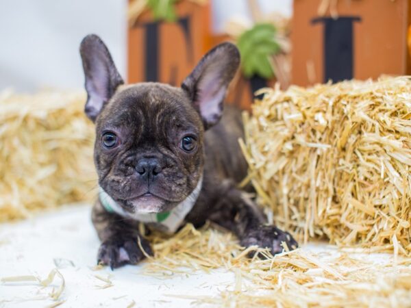 French Bulldog-DOG-Male-Brindle-14392-Petland Wichita, Kansas
